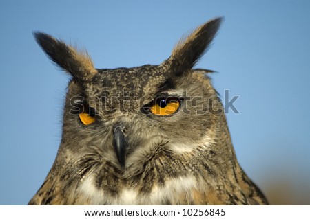 A closeup portrait of a Eurasian Eagle Owl against a bright blue sky.