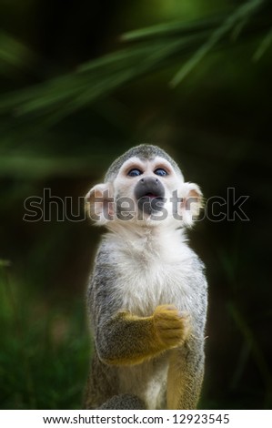 An adorable squirrel monkey stares at an object off-camera.