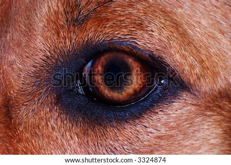 iris detail on brown fur,dog eye in macro