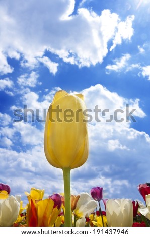 Yellow tulip against blue sky with clouds surrounded by multi-colored tulips.