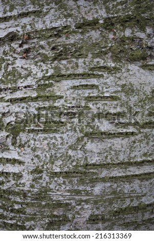 Birch tree background texture