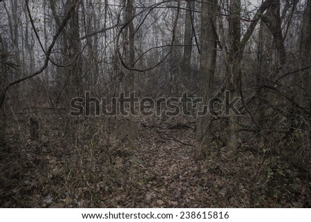 Dark, creepy forest background with a rough texture