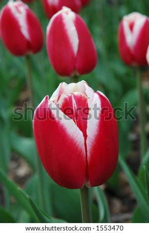 Close up / macro of red & white tulip; vertical