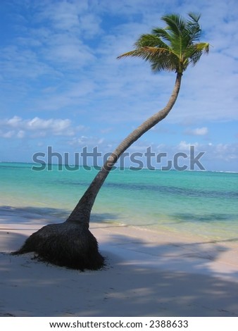 Tropical palm tree set against bright blue sky and deep sea green / aqua ocean / beach