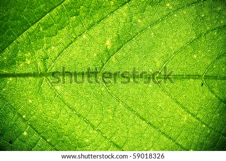 Nice leaf line macro and green