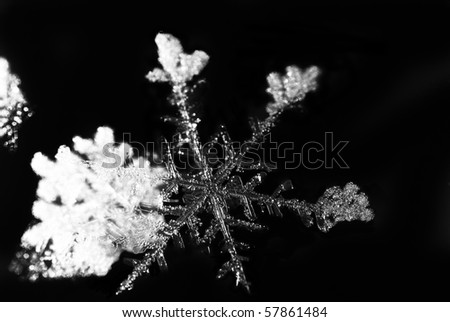 Micro photo of snowflake