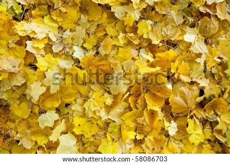 Yellow maple leafs look like nature gold.