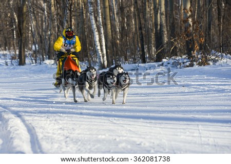 KHABAROVSK RUSSIAN - January 10: dog sledding with husky on \