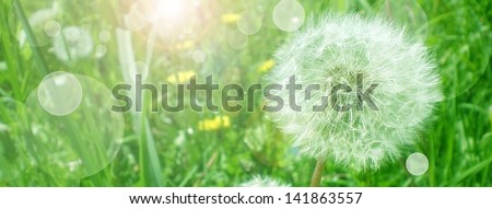 close up of Dandelion on background green grass  - summer banner