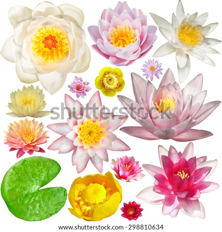 Big Collection of water lily isolated on white