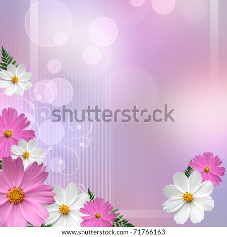 White+daisies+background