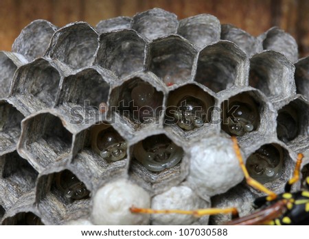wasps nest with larva