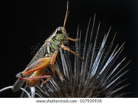 A close up of the grasshopper on dry thistle. Isolated on black.