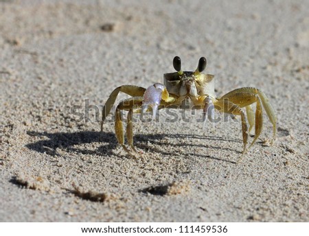 A tropical yellow Caribbean crab on fighting pose