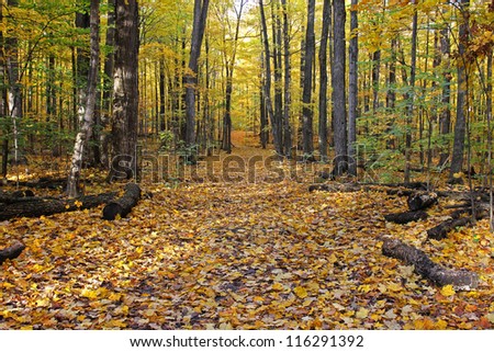 Autumn forest with yellow colorful foliage in hiking trail.