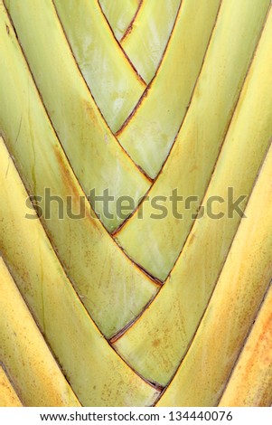 texture and pattern detail banana fan