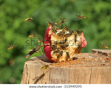 The bees collect apple fruit sweet juices