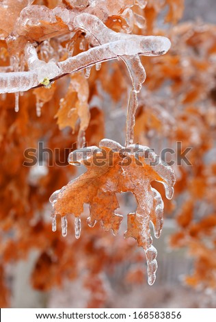 maple tree encased in ice with icicles after an ice storm in Canada
