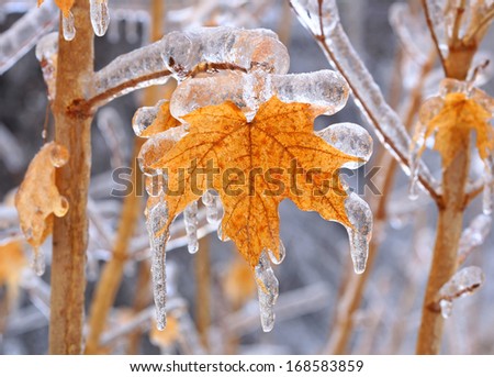 maple tree encased in ice with icicles after an ice storm in Canada