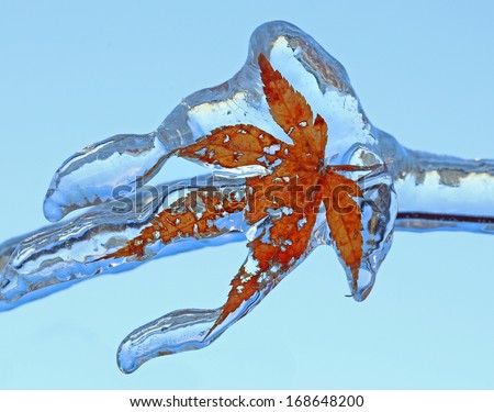 maple leaf encased in ice with icicles after an ice storm in Canada