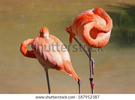 Sleeping flamingos with one eye open