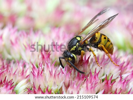 Wasp is collecting pollen and nectar from flowers.