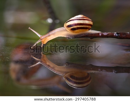 Snail looking into water reflection