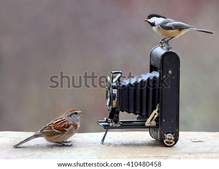 Birds and antique camera