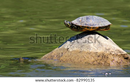 turtle doing yoga finding the ultimate sense of balance on the rock and the other one is watching