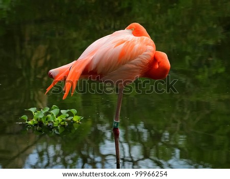 Sleeping flamingo with one eye open