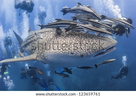 KOH TAO, THAILAND  - MAY 18: A Whale shark swimming with unindentified scuba divers in the ocean near Koh Tao on May 18, 2009. Koh Tao in the Gulf of Thailand is a popular destination for new divers.