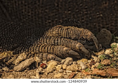 Closeup of claw of Komodo dragon (Varanus komodoensis) in Komodo National Park, Indonesia. The Komodo dragons are the largest lizards in the world. Close up view of a komodo dragon with forked tongue.