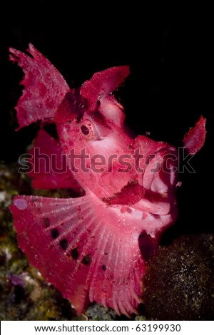 Red Rhinopias scorpion fish on coral reef