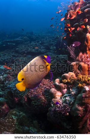 Angel fish swimming on the coral reef with blue water background