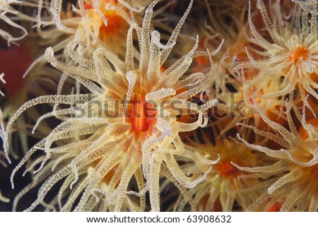 Yellow and red soft coral flowers underwater in the ocean
