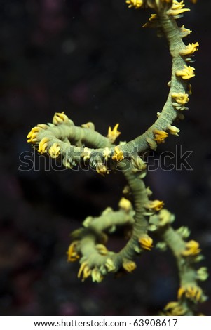 Green and yellow string of coral on black background underwater in Indonesia