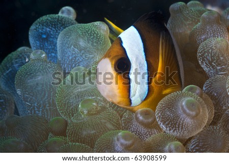 Clown fish swimming in green soft coral on the reef underwater in Bali, Indonesia