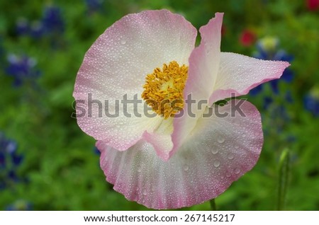 Pink Corn Poppy against a background of Texas Bluebonnets. Taken during misty rain.