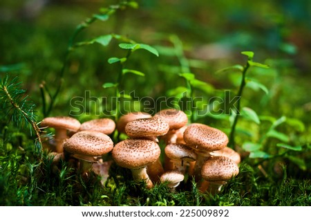 Group of edible wild mushrooms - honey agaric. Family of mushrooms. Fairy forest, the soft moss. Ukrainian Carpathians