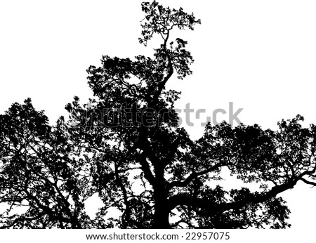 black and white tree photos. stock photo : lack and white
