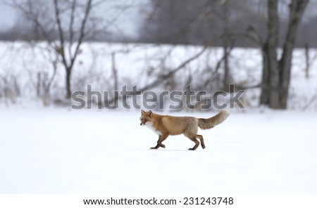 snow fox