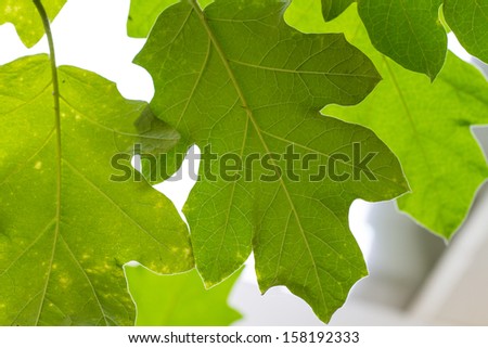 green leaf texture under sunshine