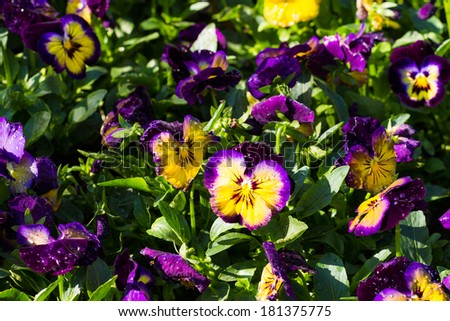 violet and yellow pansy flower in garden