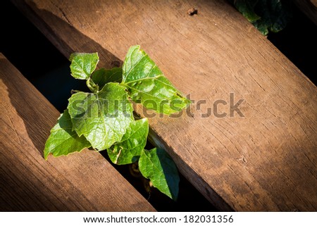 little plant growing between wood