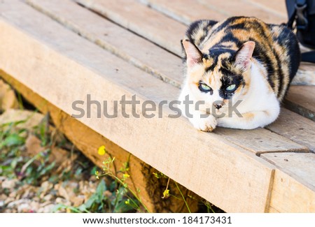 thai cat lying on wooden terrace