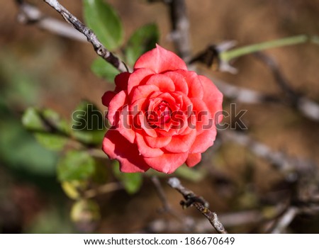 red rose plant in garden