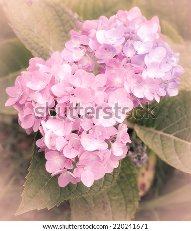 soft pink hydrangea flower in pink tone