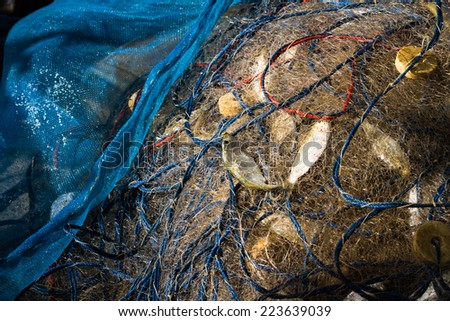fish caught in fish net
