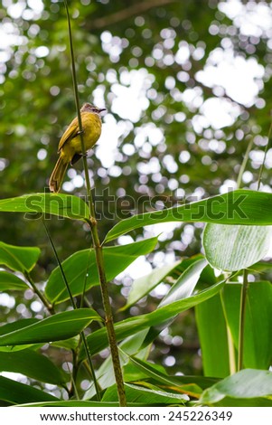 fat yellow bird on tree