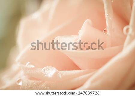 closeup pastel roses in bouquet